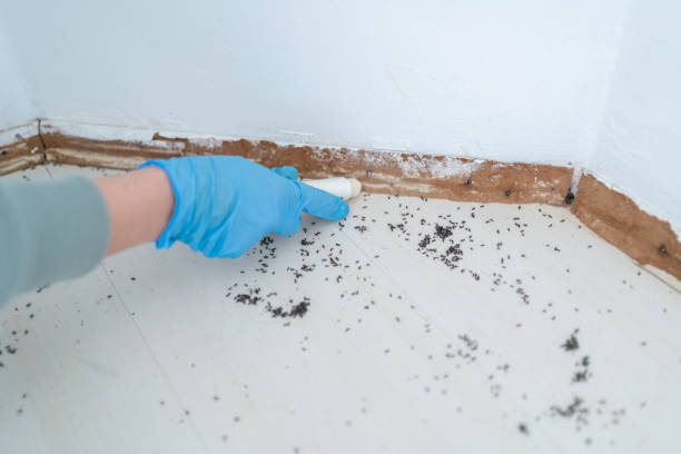 Professional Pest Control in Columbia Falls, MT